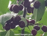 기사이미지