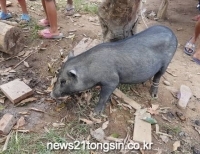 기사이미지