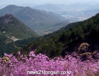 기사이미지