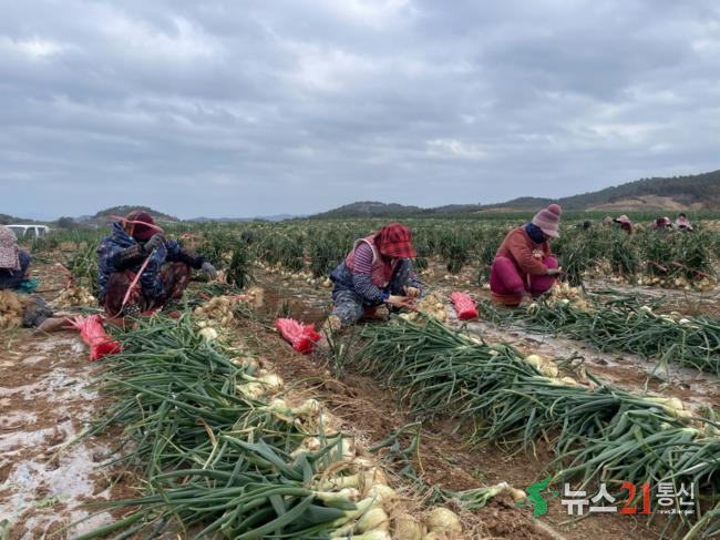 고흥군, 조생양파 노지 스마트농업 육성지구 공모 선정